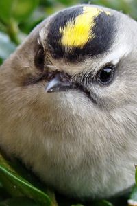 Preview wallpaper bird, head, unusual, grass