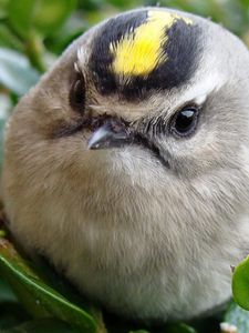 Preview wallpaper bird, head, unusual, grass