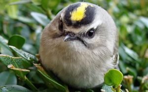 Preview wallpaper bird, head, unusual, grass