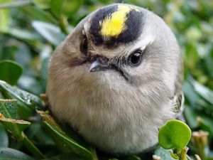 Preview wallpaper bird, head, unusual, grass