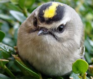 Preview wallpaper bird, head, unusual, grass