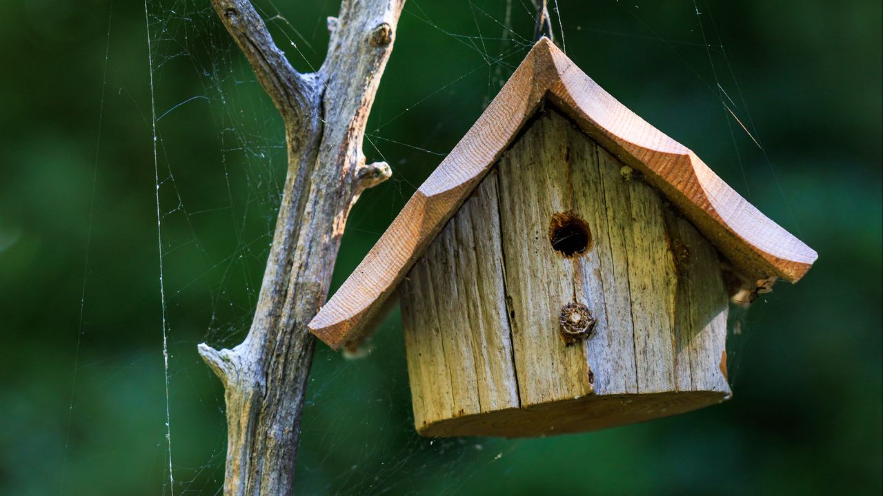 Wallpaper bird house, wood, cobweb, blur