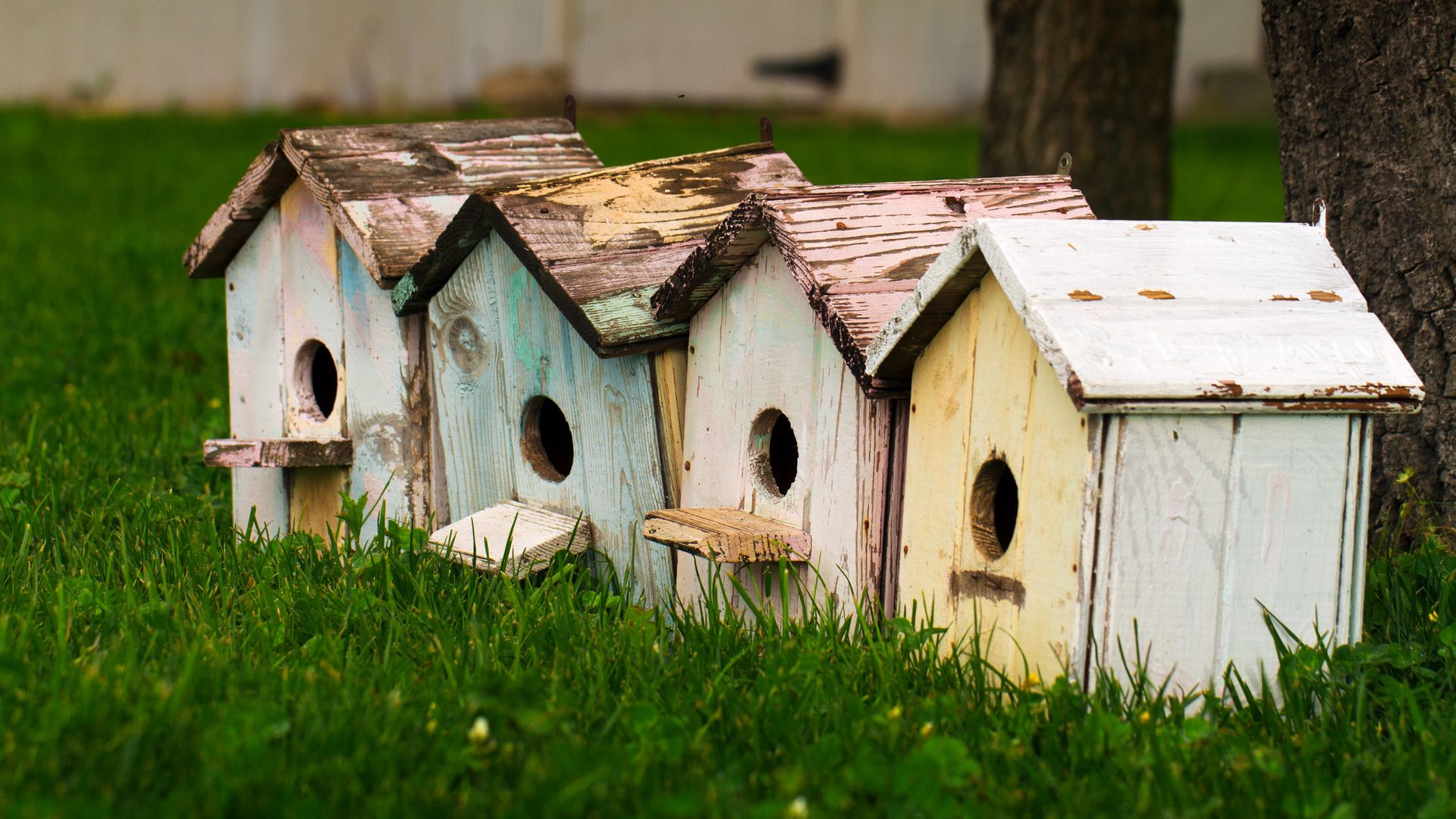 Download wallpaper 1920x1080 bird houses, birds, houses full hd, hdtv