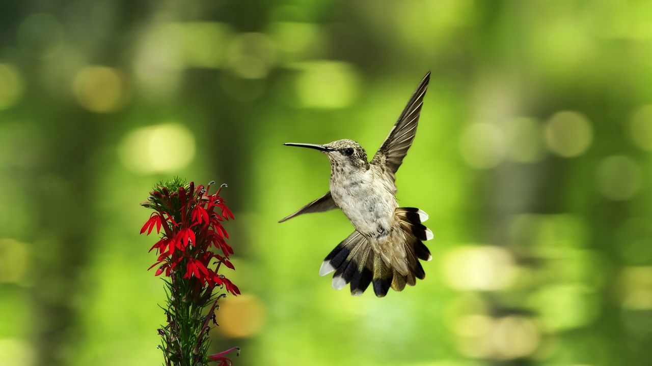 Wallpaper bird, hummingbird, flower, fly, swing, blurring