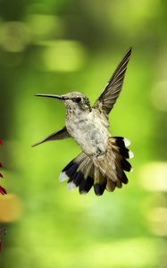 Preview wallpaper bird, hummingbird, flower, fly, swing, blurring