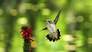 Preview wallpaper bird, hummingbird, flower, fly, swing, blurring