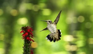 Preview wallpaper bird, hummingbird, flower, fly, swing, blurring