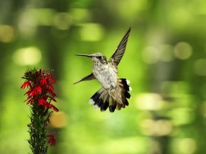 Preview wallpaper bird, hummingbird, flower, fly, swing, blurring