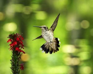 Preview wallpaper bird, hummingbird, flower, fly, swing, blurring