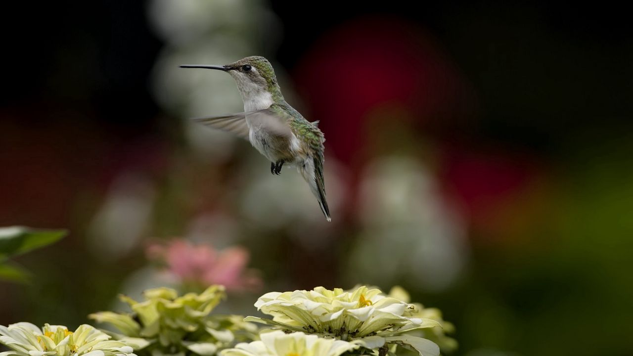 Wallpaper bird, hummingbird, flying, flowers, nature, blurring