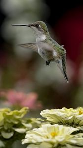 Preview wallpaper bird, hummingbird, flying, flowers, nature, blurring