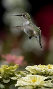 Preview wallpaper bird, hummingbird, flying, flowers, nature, blurring