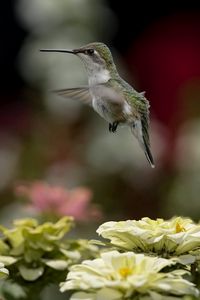 Preview wallpaper bird, hummingbird, flying, flowers, nature, blurring