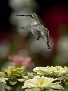 Preview wallpaper bird, hummingbird, flying, flowers, nature, blurring