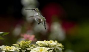 Preview wallpaper bird, hummingbird, flying, flowers, nature, blurring