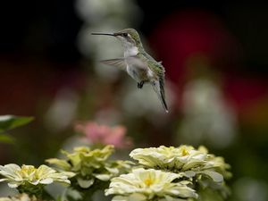 Preview wallpaper bird, hummingbird, flying, flowers, nature, blurring