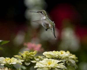 Preview wallpaper bird, hummingbird, flying, flowers, nature, blurring