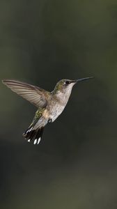 Preview wallpaper bird, hummingbird, insect, flower, bee, pink, green