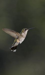 Preview wallpaper bird, hummingbird, insect, flower, bee, pink, green