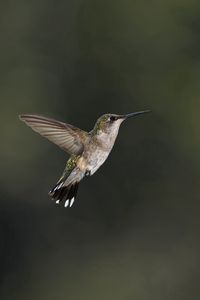 Preview wallpaper bird, hummingbird, insect, flower, bee, pink, green