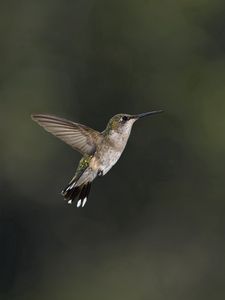 Preview wallpaper bird, hummingbird, insect, flower, bee, pink, green