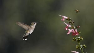 Preview wallpaper bird, hummingbird, insect, flower, bee, pink, green