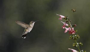 Preview wallpaper bird, hummingbird, insect, flower, bee, pink, green