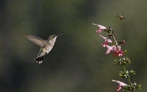 Preview wallpaper bird, hummingbird, insect, flower, bee, pink, green