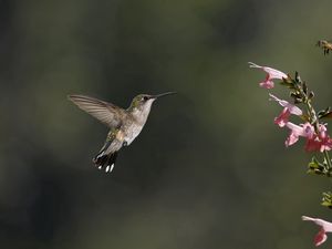 Preview wallpaper bird, hummingbird, insect, flower, bee, pink, green