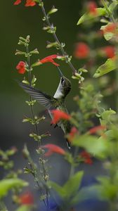 Preview wallpaper bird, hummingbird, macro, nature, flowers, greenery, blurring