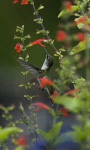 Preview wallpaper bird, hummingbird, macro, nature, flowers, greenery, blurring