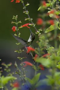 Preview wallpaper bird, hummingbird, macro, nature, flowers, greenery, blurring