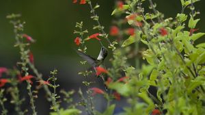 Preview wallpaper bird, hummingbird, macro, nature, flowers, greenery, blurring