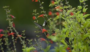 Preview wallpaper bird, hummingbird, macro, nature, flowers, greenery, blurring