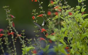 Preview wallpaper bird, hummingbird, macro, nature, flowers, greenery, blurring