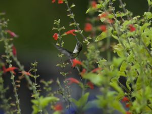 Preview wallpaper bird, hummingbird, macro, nature, flowers, greenery, blurring