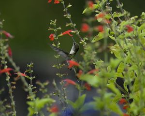 Preview wallpaper bird, hummingbird, macro, nature, flowers, greenery, blurring