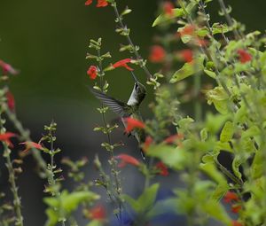 Preview wallpaper bird, hummingbird, macro, nature, flowers, greenery, blurring