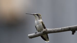 Preview wallpaper bird, hummingbird, twig, stick