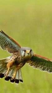 Preview wallpaper bird, kestrel, flight, wings, flap