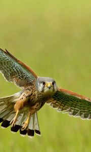 Preview wallpaper bird, kestrel, flight, wings, flap