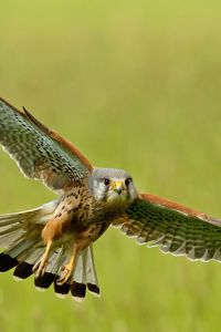 Preview wallpaper bird, kestrel, flight, wings, flap