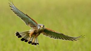 Preview wallpaper bird, kestrel, flight, wings, flap