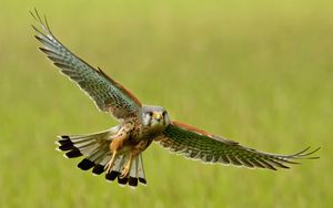 Preview wallpaper bird, kestrel, flight, wings, flap