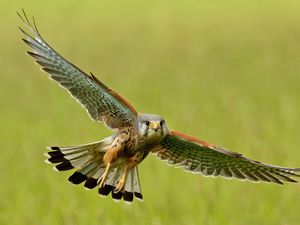 Preview wallpaper bird, kestrel, flight, wings, flap