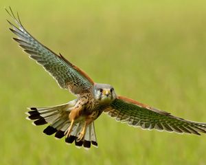 Preview wallpaper bird, kestrel, flight, wings, flap