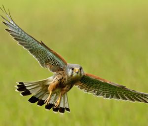 Preview wallpaper bird, kestrel, flight, wings, flap