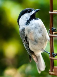 Preview wallpaper bird, ladder, sparrow, small