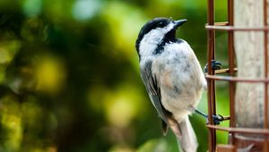 Preview wallpaper bird, ladder, sparrow, small