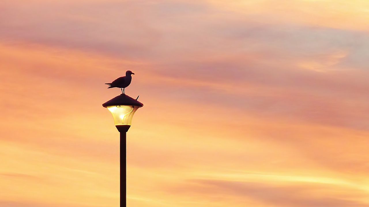 Wallpaper bird, lantern, silhouette, sunset, sky